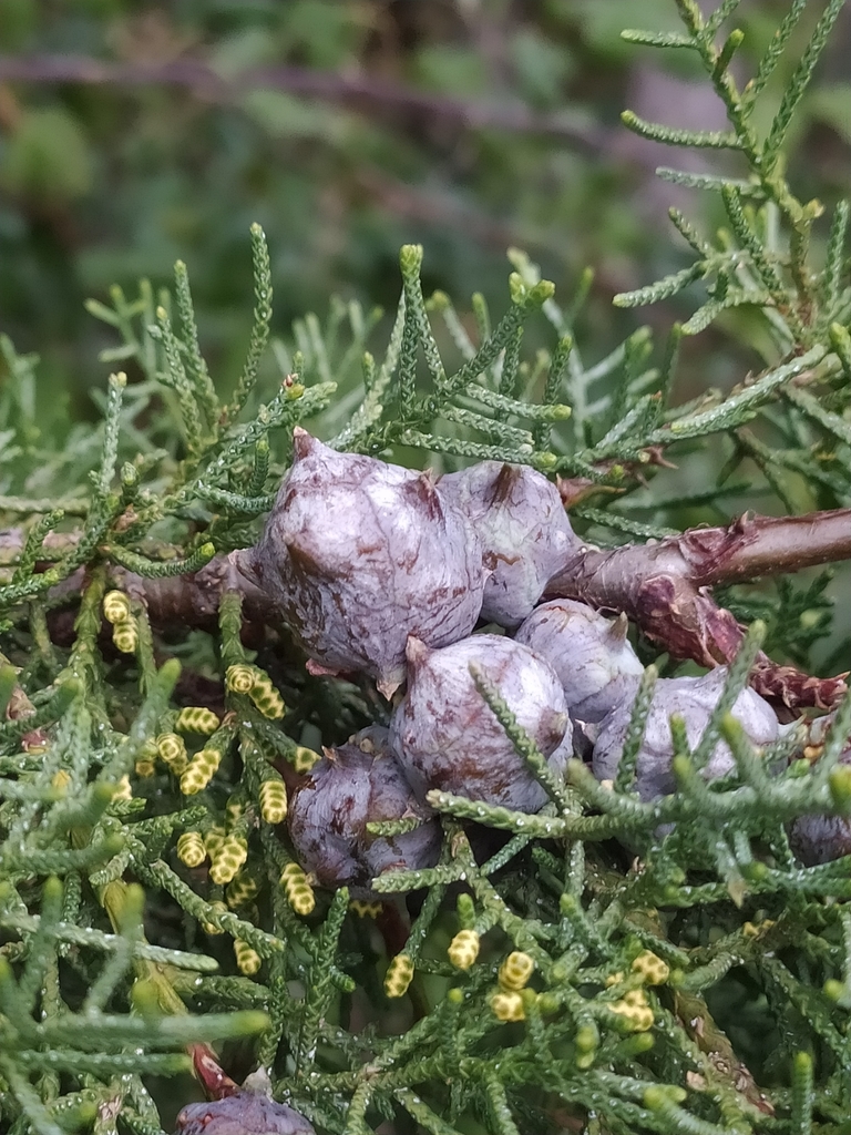 Smooth Arizona cypress (Hesperocyparis glabra)