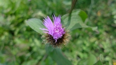 Centaurea phrygia