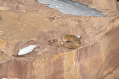Vulpes vulpes barbara