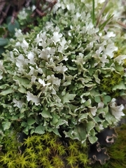 Cladonia foliacea