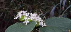 Clerodendrum canescens