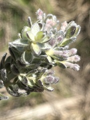 Gnidia nodiflora