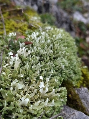 Cladonia foliacea