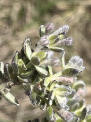 Gnidia nodiflora
