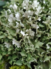 Cladonia foliacea