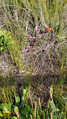 Limonium ramosissimum