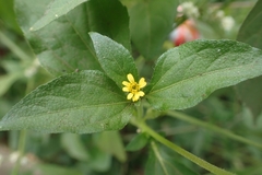 Calyptocarpus vialis