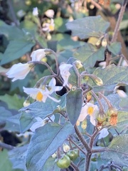 Solanum nigrum