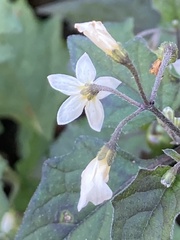 Solanum nigrum