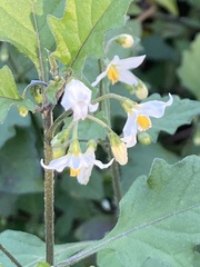 Solanum nigrum