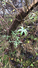 Leucopogon fasciculatus