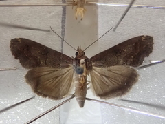 Lophoptera hayesi