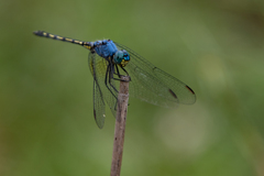 Trithemis stictica