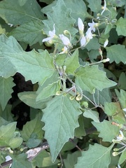 Solanum nigrum