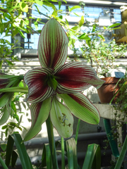 Hippeastrum papilio