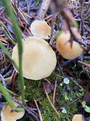 Cystoderma amianthinum