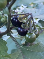 Solanum nigrum