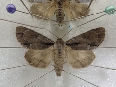 Acronicta subpurpurea