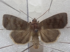 Ipimorpha subtusa
