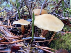Cystoderma amianthinum