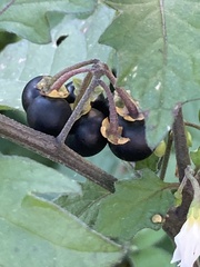 Solanum nigrum