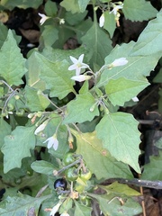 Solanum nigrum