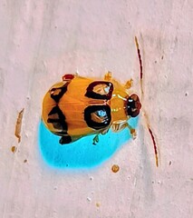 Walterianella biarcuata