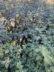 Solanum nigrum