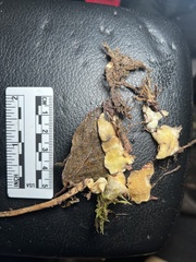 Serpula himantioides