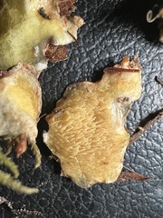 Serpula himantioides