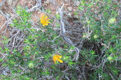 Gorteria integrifolia