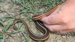 Thamnophis butleri