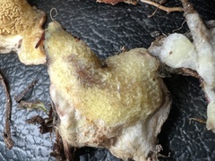 Serpula himantioides