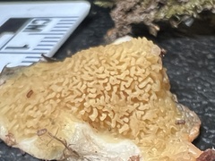 Serpula himantioides