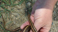 Thamnophis butleri
