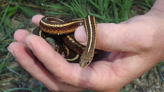 Thamnophis butleri