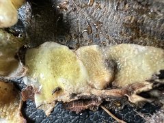 Serpula himantioides