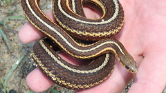 Thamnophis butleri