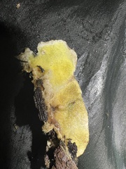 Serpula himantioides