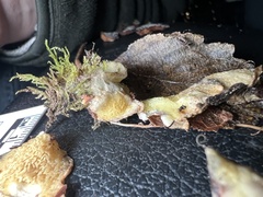 Serpula himantioides