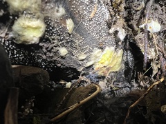 Serpula himantioides