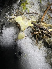 Serpula himantioides