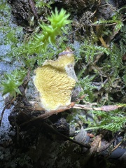 Serpula himantioides