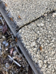 Opisthopsis
