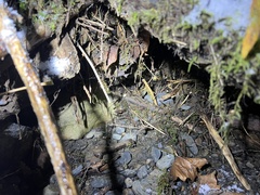 Serpula himantioides