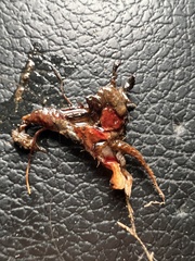 Serpula himantioides