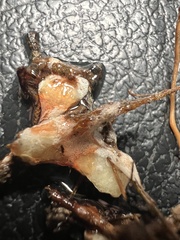 Serpula himantioides