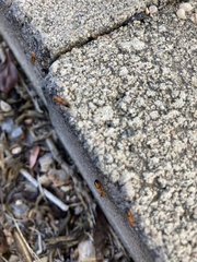 Opisthopsis