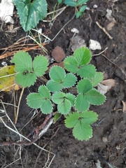 Potentilla micrantha