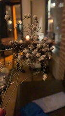 Gypsophila paniculata